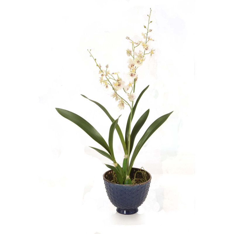 Centre de table orchidée dansante dans un vase