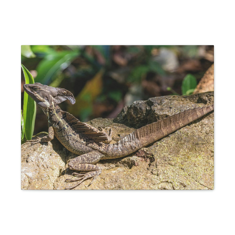 No Frame Print on Canvas, 27.94cm H x 35.56cm W