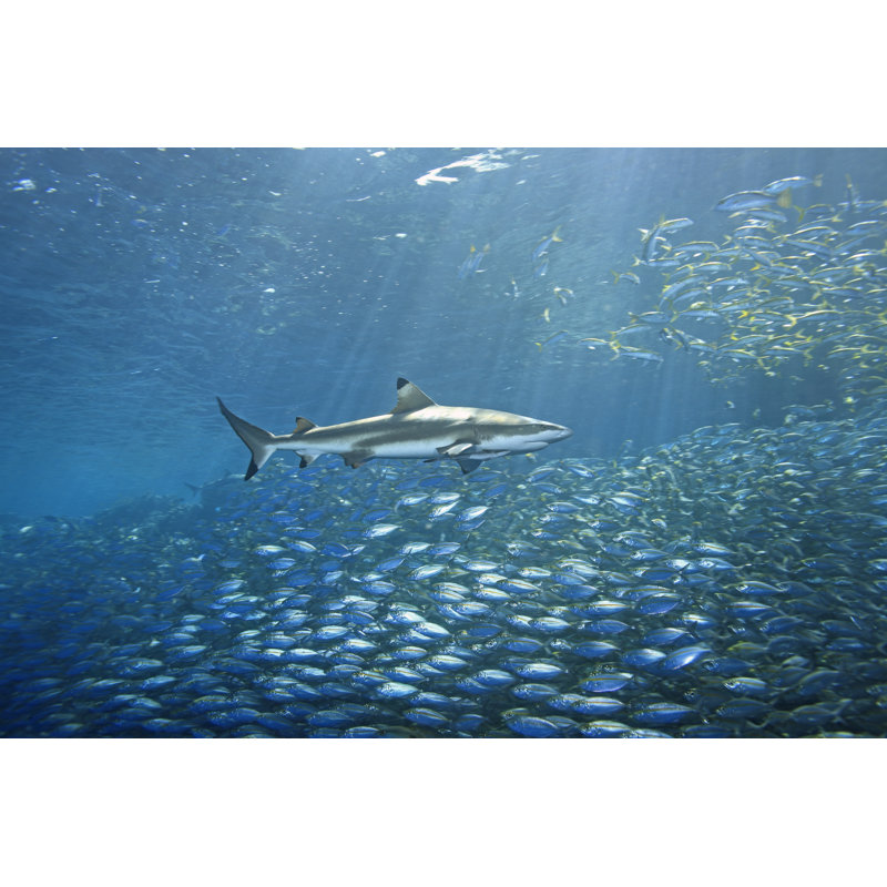 «Blacktip Reef Shark» par Cbpix - photographie sur toile tendue, L 48 po x H 32 po