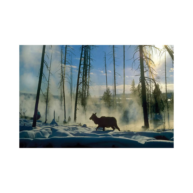 Elk Female In The Snow With Steam Rising From Nearby Hot Spring, Yellowstone National Park, Wyoming by Tim Fitzharris - Wrapped Canvas Gallery-Wrapped Canvas Giclée
