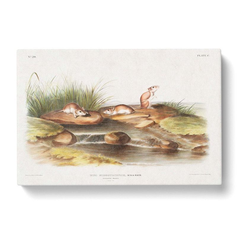 Missouri Mice by J.W. Audubon - Wrapped Canvas Painting, 35cm H x 50cm W x 3cm D