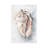White Shell Study II-1737264879