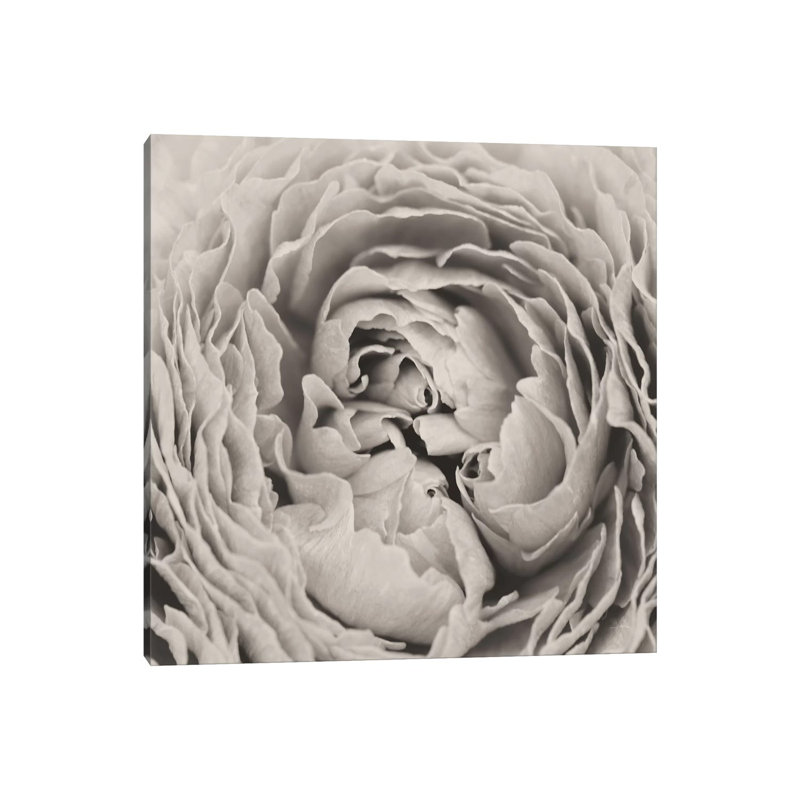 BW Peony by Aledanda - Print on Canvas, Wrapped Canvas, 45.72 cm H x 45.72 cm W x 3.175 cm D