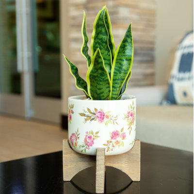 5,5 po plante de serpent artificielle en pot