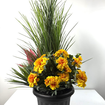 Marigold Medows en pot