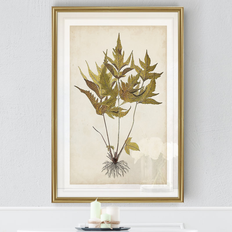 " Fern Botanical II ", 26.5" H x 36.5" W x 1.5" D, Gold Framed