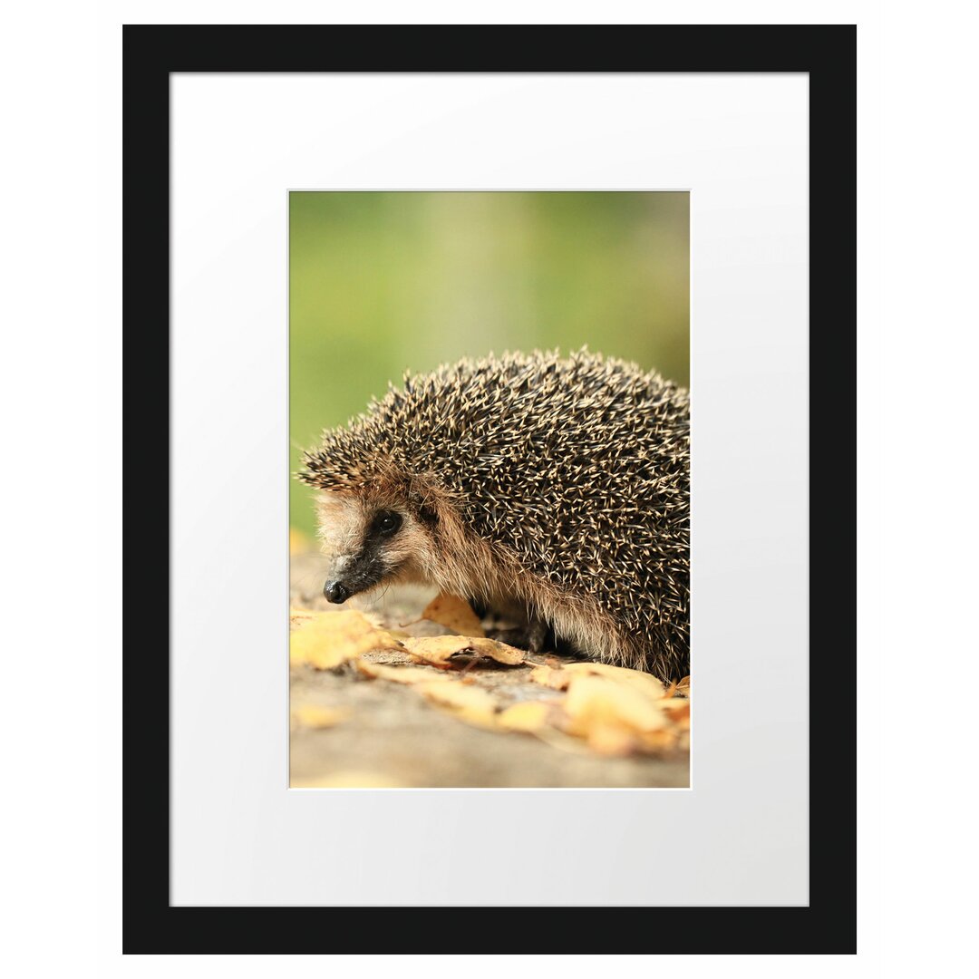 Gerahmtes Poster Igel im Laub