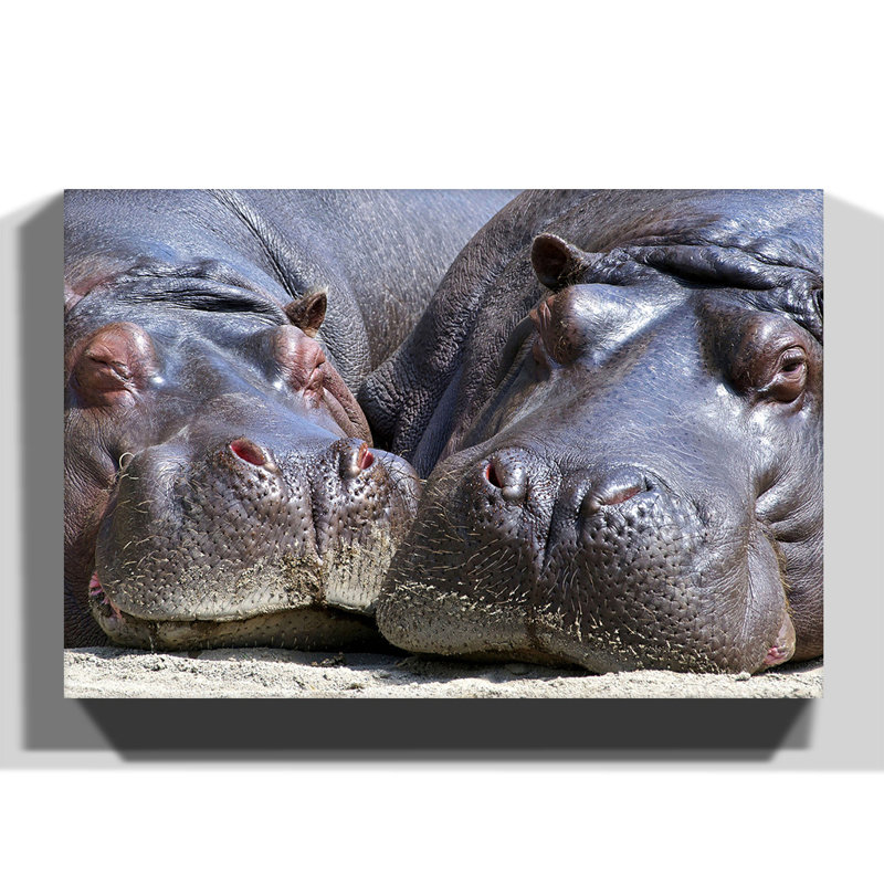 Two Hippos Hippopotamus - Wrapped Canvas Print, 50cm H x 76cm W