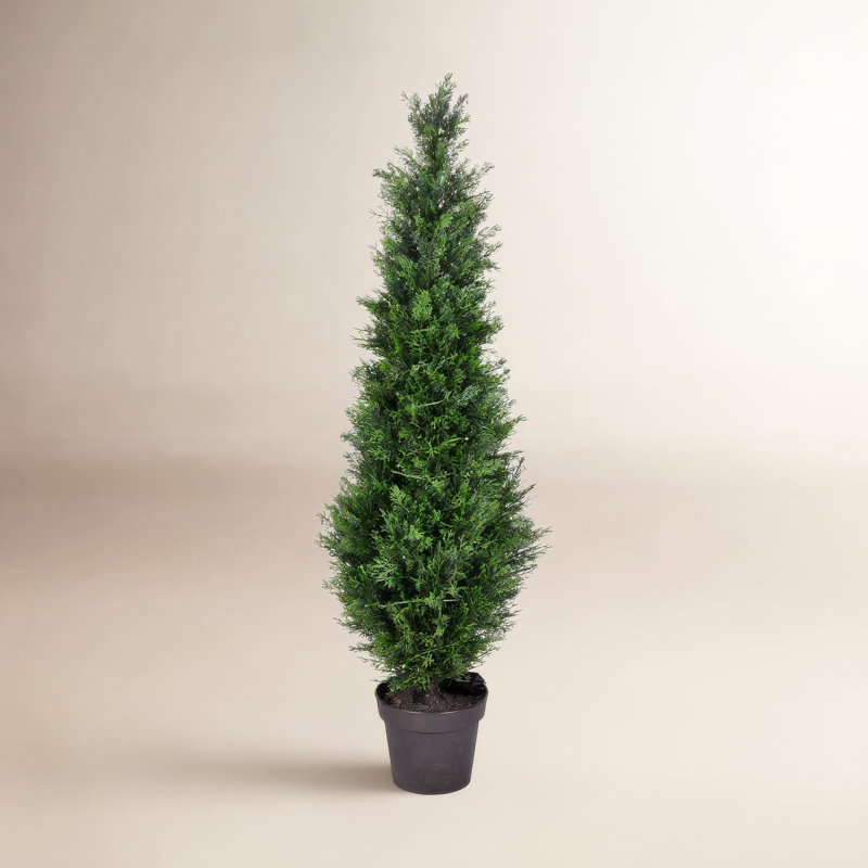 Topiaire de cèdre Yarbro en pot, H 48 po x l 12 po x P 12 po