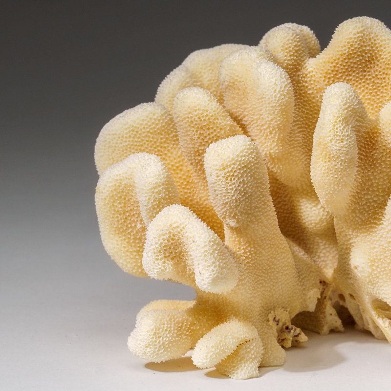 Genuine White Cat's Paw Coral (2 Lbs)