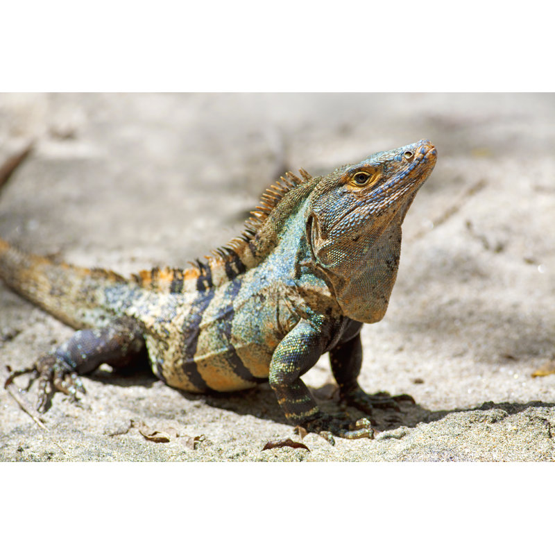 Black Spiny-tailed Iguana by Kjorgen - Wrapped Canvas Print, 81cm H x 122cm W