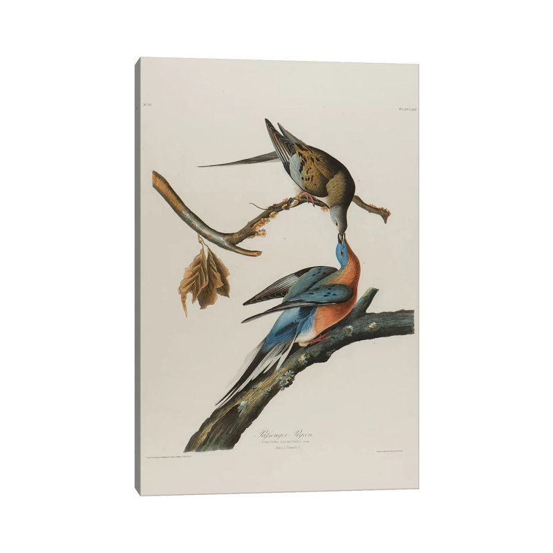 Passenger Pigeon, 1827-1838 by John James Audubon - Wrapped Canvas Gallery-Wrapped Canvas Giclée