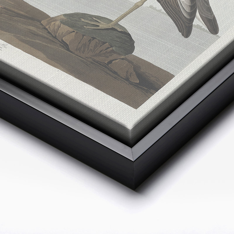 John James Audubon - Écarlate, Black Framed, Canvas, 11"H x 14"W