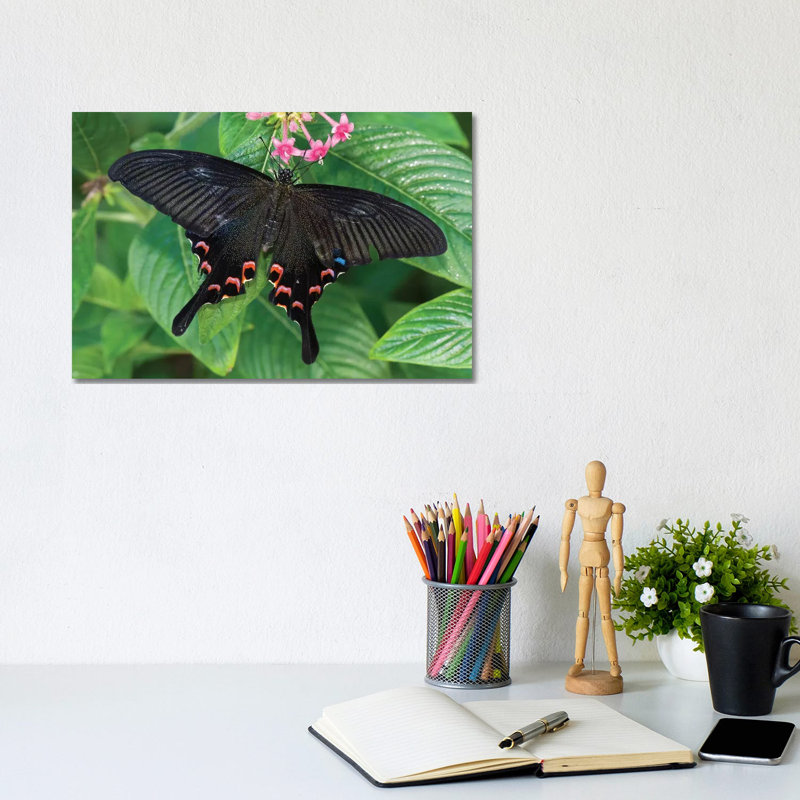 Luzon Peacock Swallowtail Butterfly, Tucson Botanical Gardens by Tom Vezo - Wrapped Canvas Print, 20.32 cm H x 30.48 cm W
