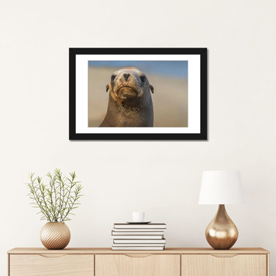 « california sea lion, la jolla, california », reproduction de photo sur toile