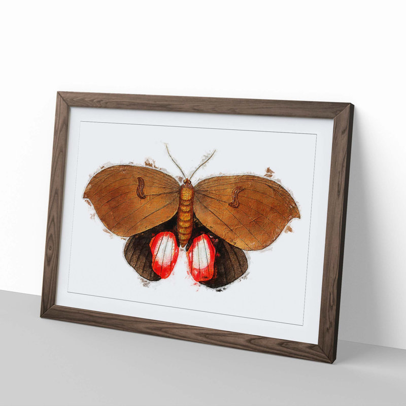 Augusta Moth by George Shaw - Single Picture Frame Painting, Walnut Framed, 45cm H x 63cm W x 2cm D