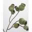 Artificial Eucalyptus Pods 24.5"