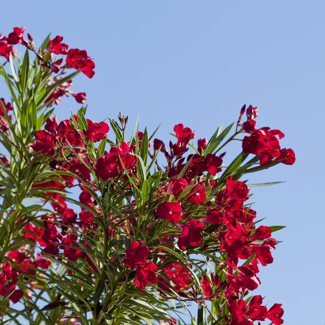 Madrona Hardy Roter Oleander Nahaufnahme von Eu Toch - Leinwanddrucke