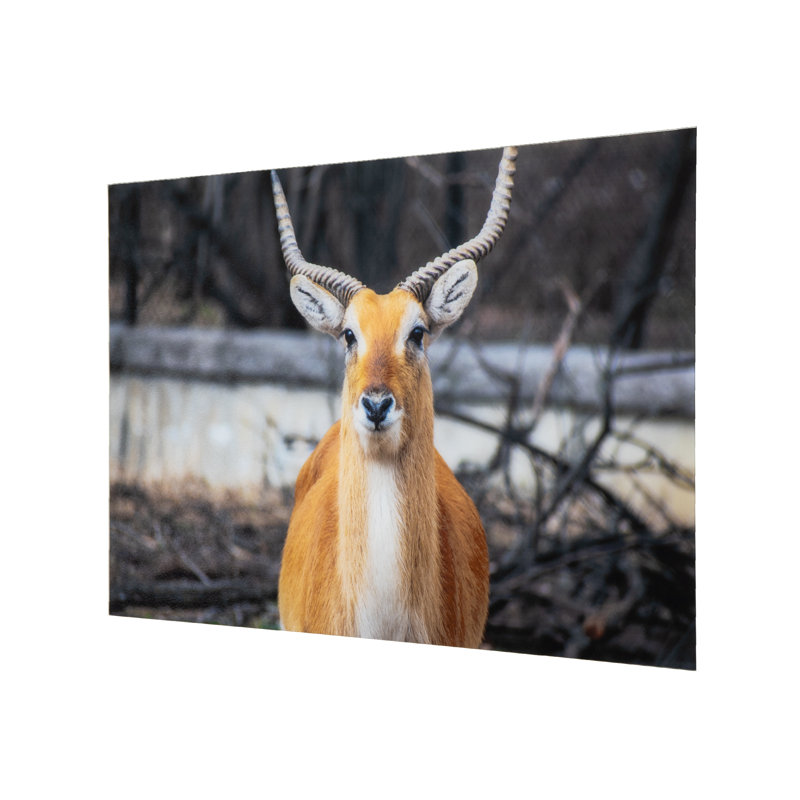 Aepyceros - Art mural