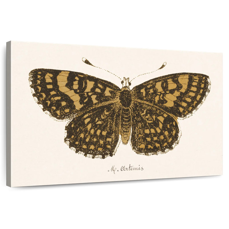Antique Butterfly II, 16" H x 24" W