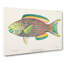 Tropical Fish by Henry Baldwin - Wrapped Canvas-55361490