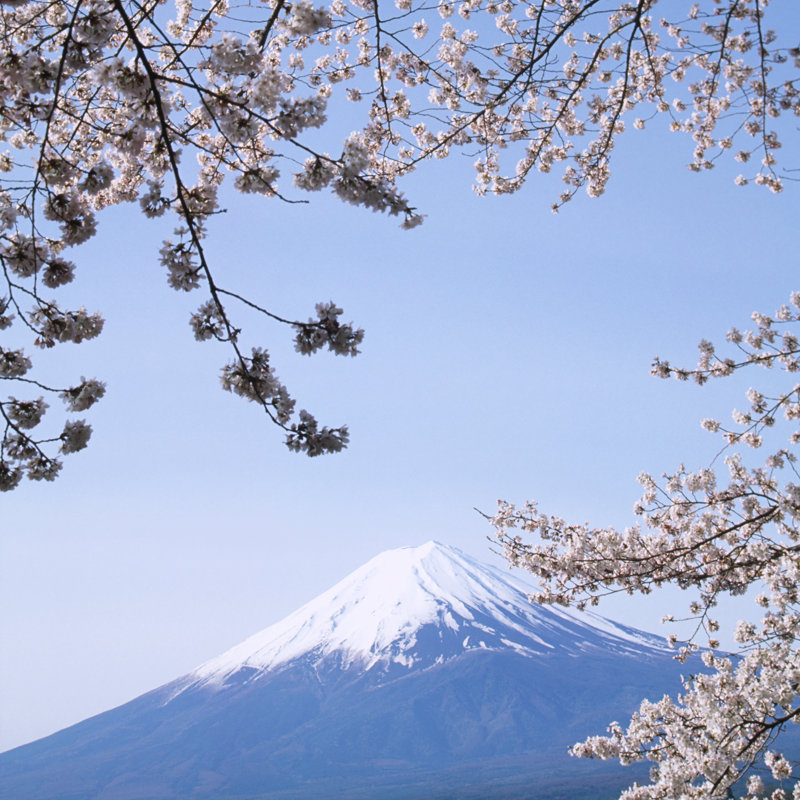 Cherry Blossoms - Print, 51cm H x 51cm W x 3.8cm D
