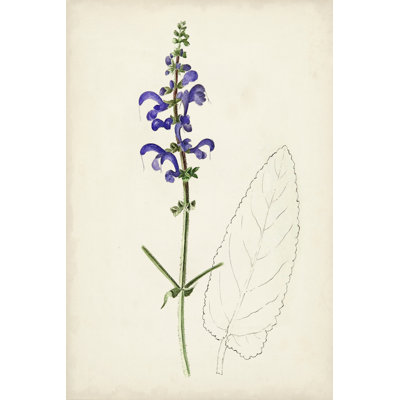 Botanical Sketches X - Graphic Art