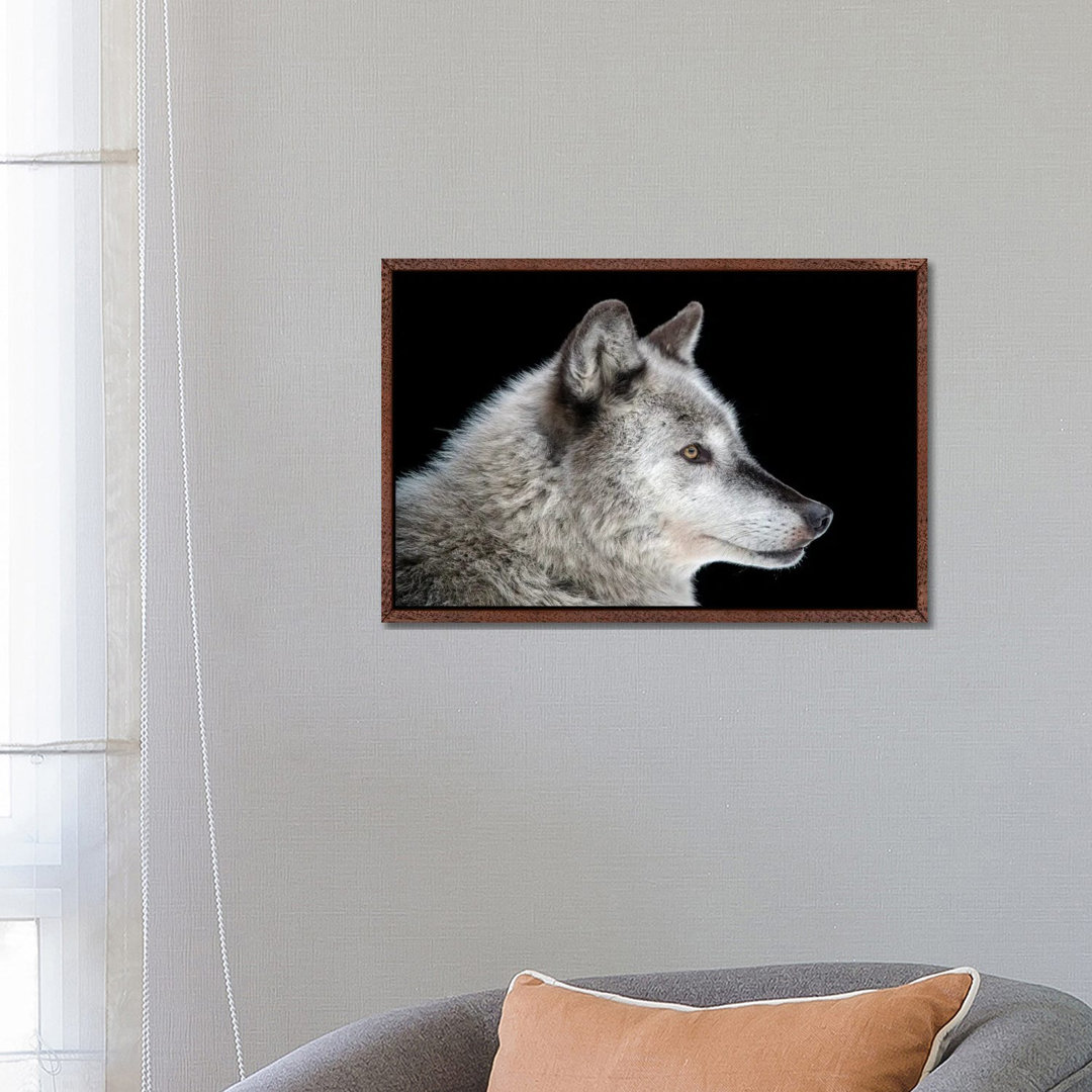 A Federally Endangered Gray Wolf At The Alaska Zoo von Joel Sartore - Galerie-verpackte Leinwand Giclée auf Leinwand