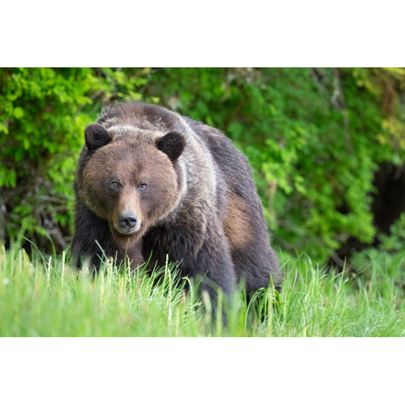 Grizzly Bear by Kencanning - Wrapped Canvas Print, 20cm H x 30cm W x 3.8cm D
