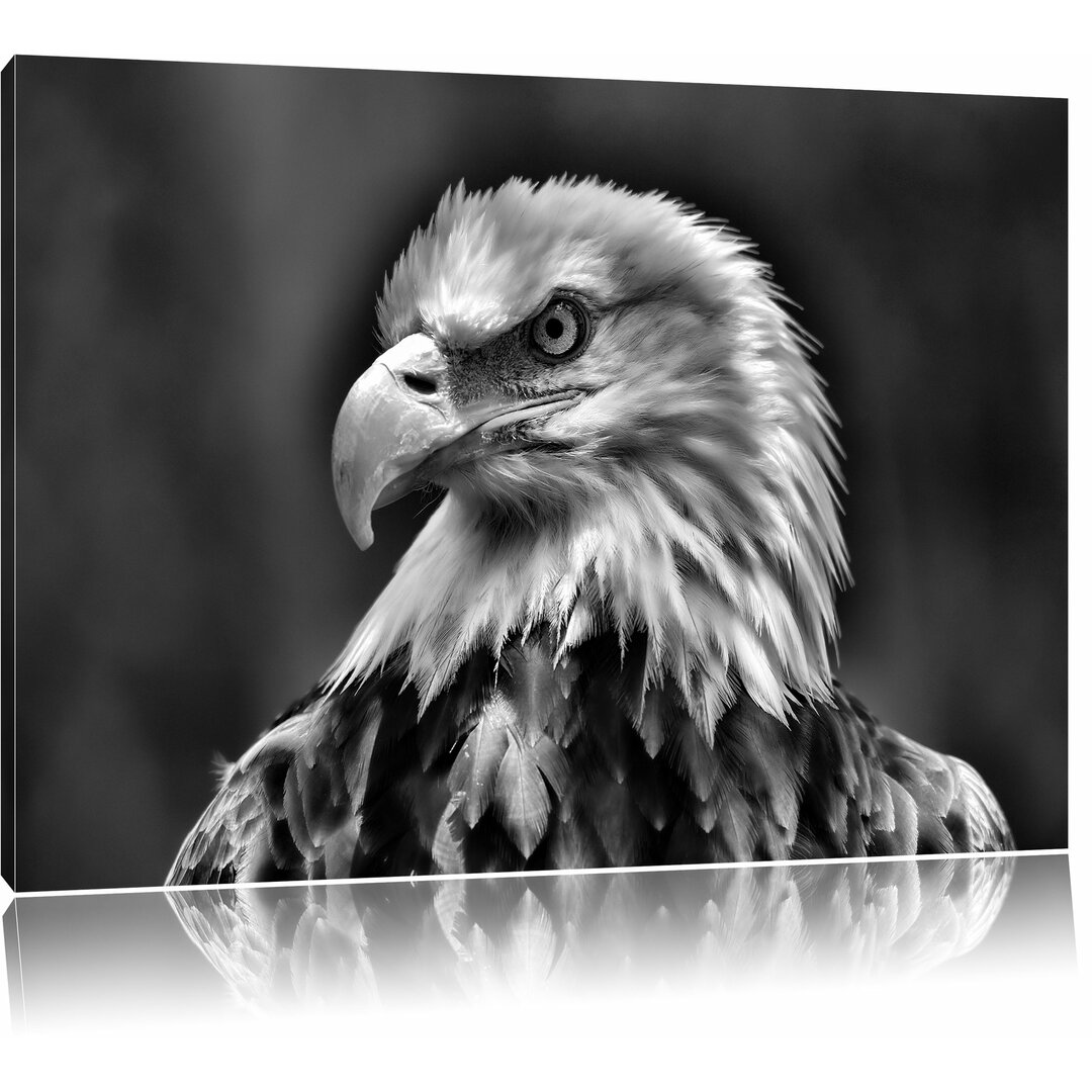 Leinwandbild Mächtiger Weißkopfseeadler in Monochrom