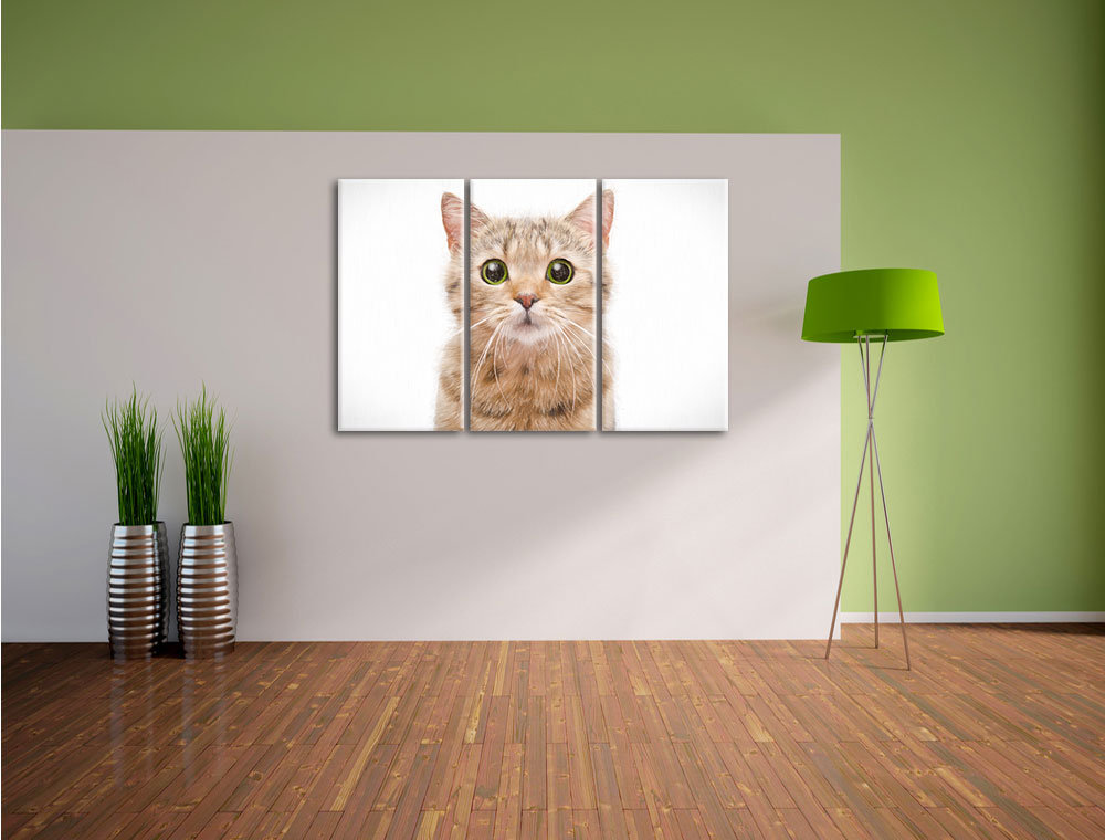 3-tlg. Leinwandbilder-Set „Portrait einer Scottish Straight Katze“, Grafikdruck