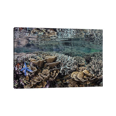 Fragile Corals Grow In Shallow Water In Komodo National Park I by Ethan Daniels - Wrapped Canvas Print