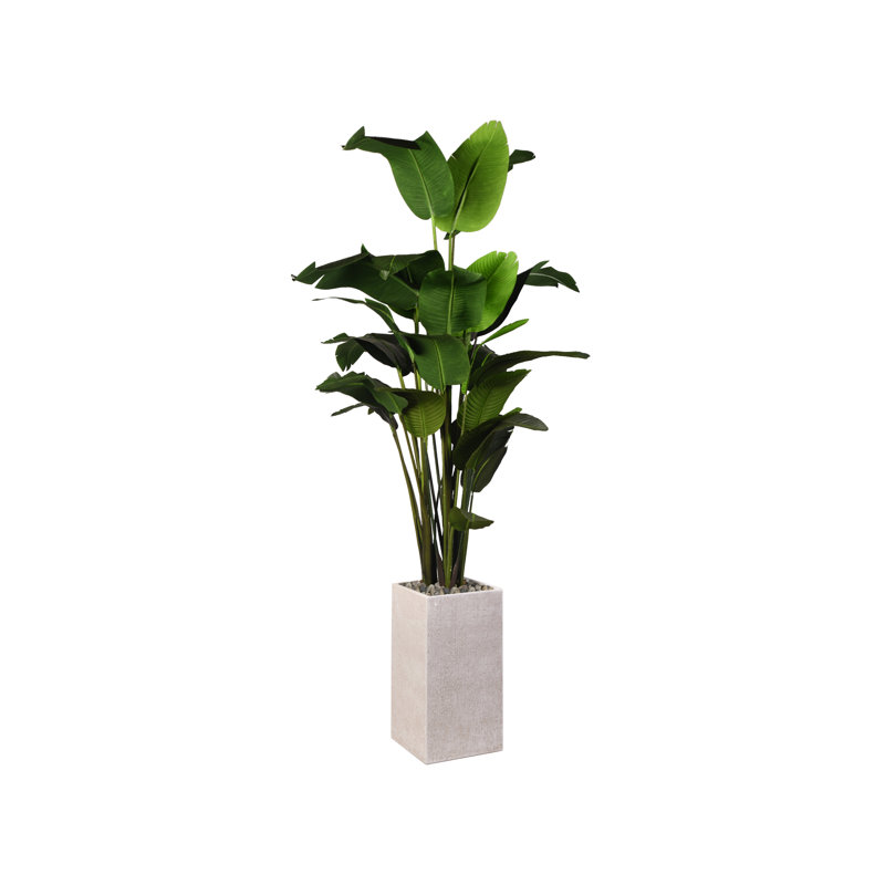 8' Traveler Palm in White Everett Planter
