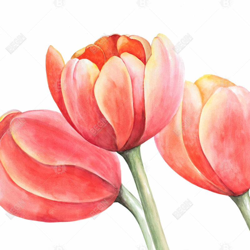 " Three Tulips Closeup "