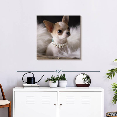 Chihuahua chic Brampt
