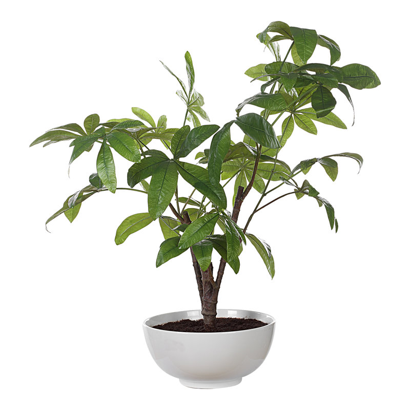 Zoelle Tree