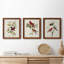 Pl 354 Louisiana Tanager - Ensemble de 3 peintures sur toile encadrées-384900184-384900185