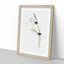 Emu Wrens by Elizabeth Gould - Picture Frame Painting Print-55539522-55539525