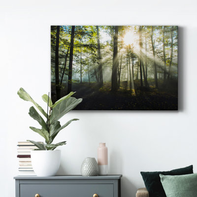 " Light And Trees "