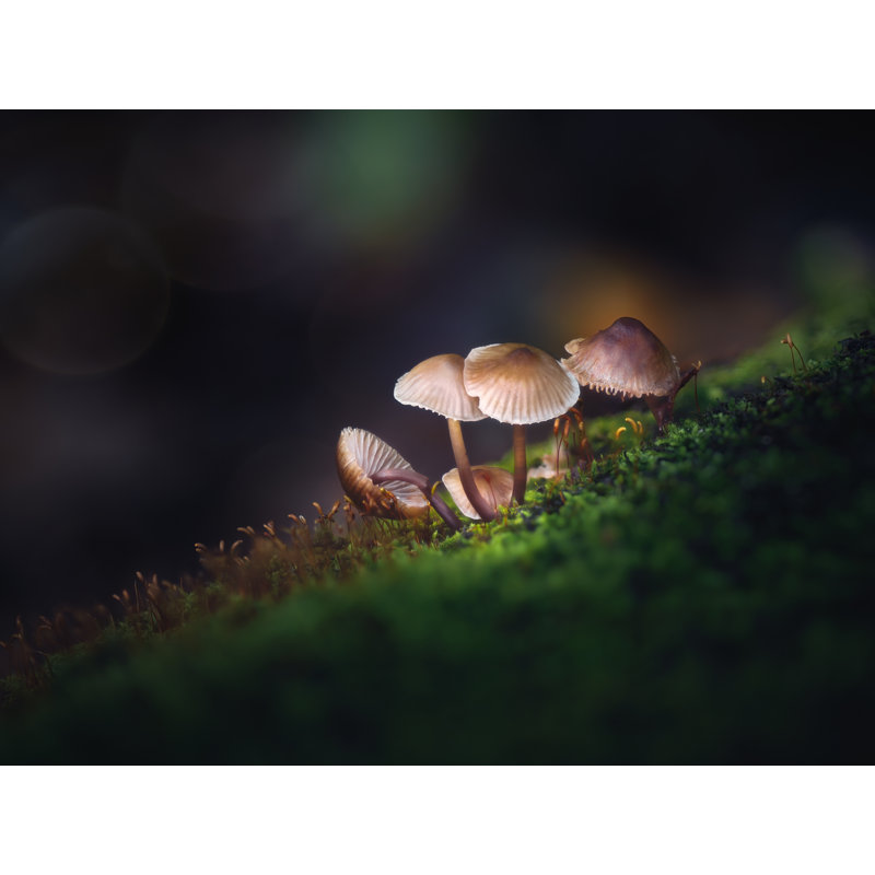 «Forest Floor Magic» par Scott Norris, H 24 po x l 32 po, Toile tendue