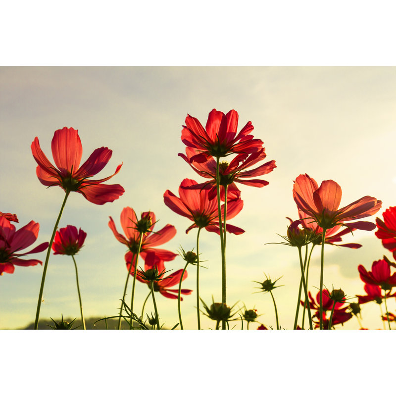 Red Cosmos by Stoonn - Wrapped Canvas Print, 20cm H x 30cm W