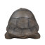 Statue turtle