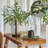 Little Lighted Bonsai Olive Tree with Timer