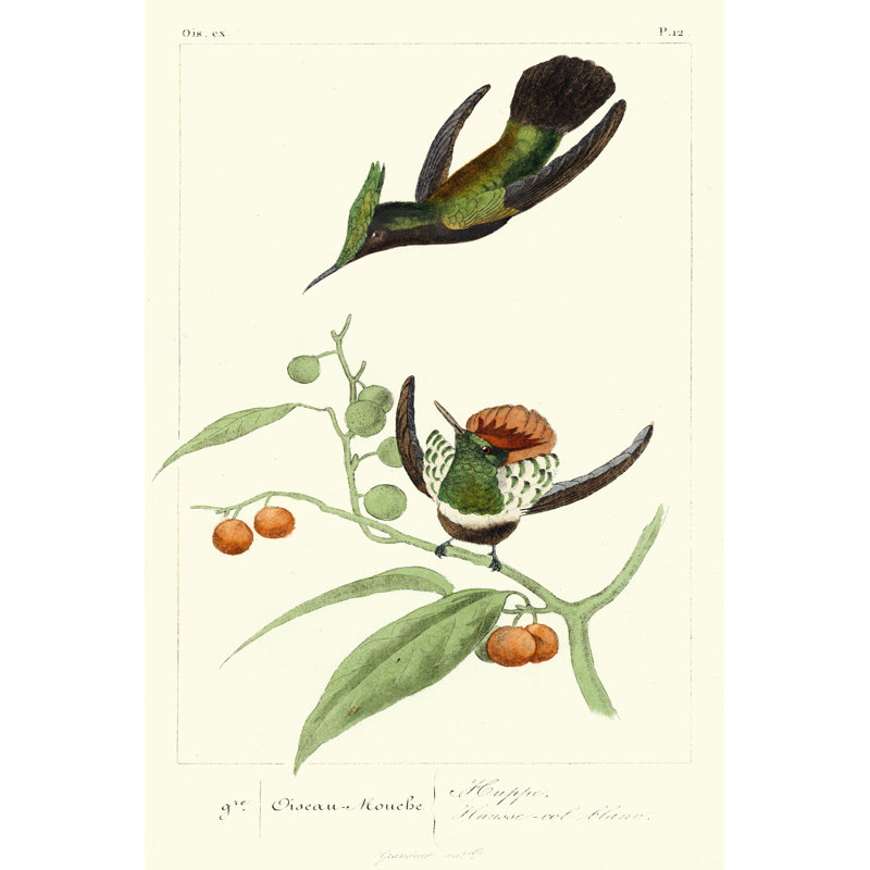 Lemaire Hummingbirds III by C.L. Lemaire - Wrapped Canvas Art Prints, 30cm H x 20cm W