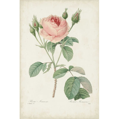 Roses rétro Redoute VI