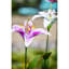 Lily de jardin-973295837