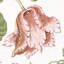 Tissu Josephine-55967410