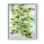Ivy, reproduction encadrée - bois massif-802993226-802993229
