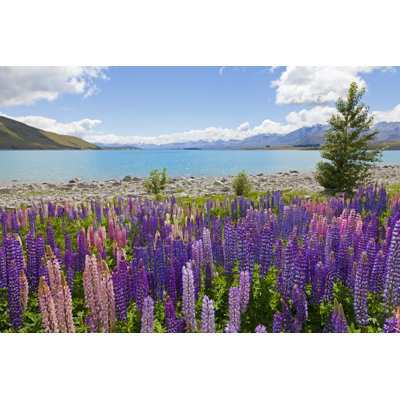 A Meadow Full Of Purple Lupin Flowers Beside A Mountain Lake by Alexeys - Wrapped Canvas Print