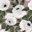 Bloomsbury Rose Blush Ivy